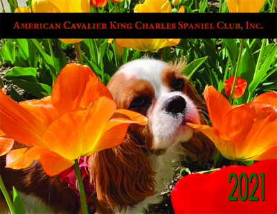 cavalier specialty club breeders