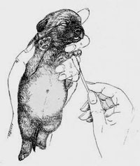 early_neurological_stimulation_en_img_0s