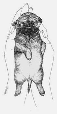 early_neurological_stimulation_en_img_3s